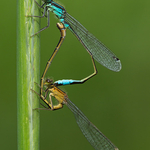 Common Blue Damselfly