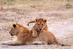 IMG_2110 Maasai Mara