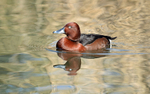 Ferruginous Duck