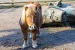 Shetland Pony - DSC_0896