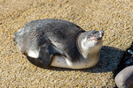 Humboldt Penguin - DSC_0827