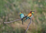European Bee-eaters