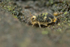 Katiannidae genus nov.1 sp. nov.
