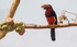 Bearded Barbet.