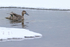 Northern Pintail (eclipse male) swimming in winter, Churchill, Canada
