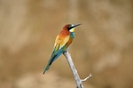 European Bee-eater
