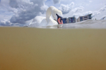 Urban Swans in Bristol Marina_0011