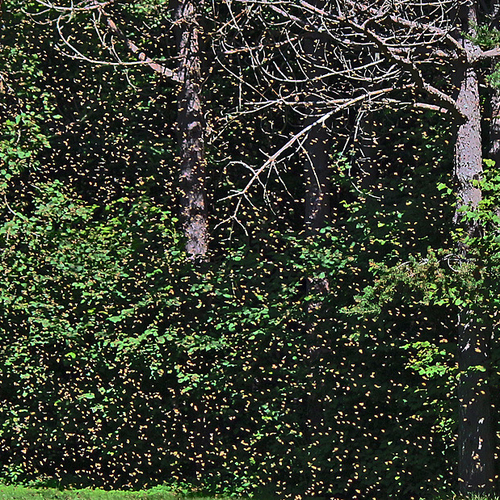 Honey Bees swarming near their nest.