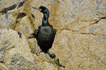 Shag