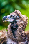 Cinereous vulture Aegypius monachus-7990