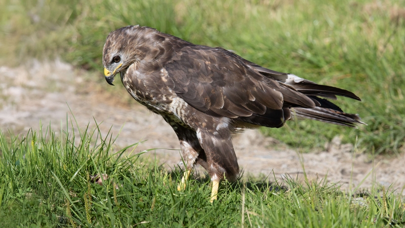 Common Buzzard - Gigrin Farm - Wales