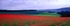 Bury Hill Poppies