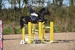 CLASS 11 SAT Andrew Hamilton Coach, RHS Foxhunter Championship Qualifier portfolio