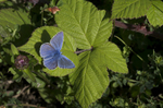 Common Blue Butterfly