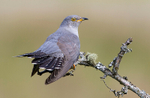 Male Cuckoo
