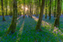 Dereen Woods in County Roscommon in Ireland