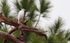 FLB002: Juv. little blue heron
