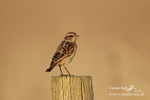 stonechat J 100812 10