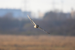 Short Eared Owl    ref 9940