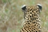 African Leopard, Timbavati, South Africa
