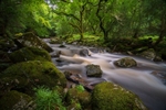 High Summer at Shaugh Prior