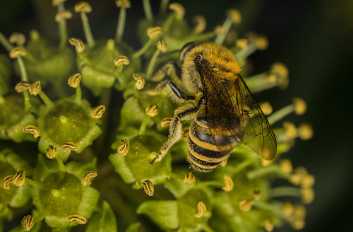 Female [i]Colletes hederae[/i] on Ivy flowers. Warwickshire, October 2013.