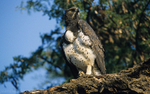 Martial eagle