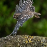 Skimming a Wing