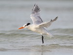 Royal Tern takes off from sea, Fort De Soto, Florida
