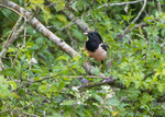 Rose Coloured Starling