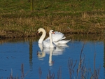 Mute Swan