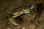 Carcinus maenas