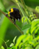 Black-cowled Oriole, Costa Rica