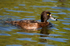 Tufted Duck