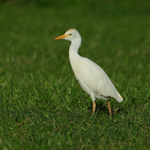 Cattle Egret, Princeville, Kauai