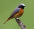 Common Redstart