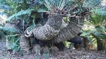 Cycad Trees, Modjaji, Sth Africa