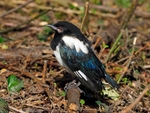 Magpie fledgling