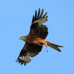 Red Kite carrying fish, Farmoor Reservoir