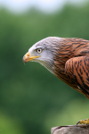 Red Kite _AGT048