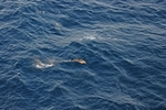 Common Dolphin