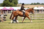 Class 81-83 - TSR Ridden Amateur of the Year - Horses portfolio