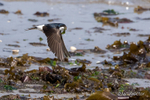 House Martin in flight over shoreline - 1 of 3