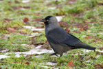 Jackdaw