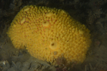 Cliona celata