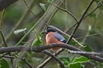 Bullfinch