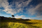 Dales Light
