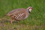 Red-legged Partridge portfolio