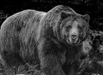 Grizzly