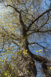 Golden Leafs _80
